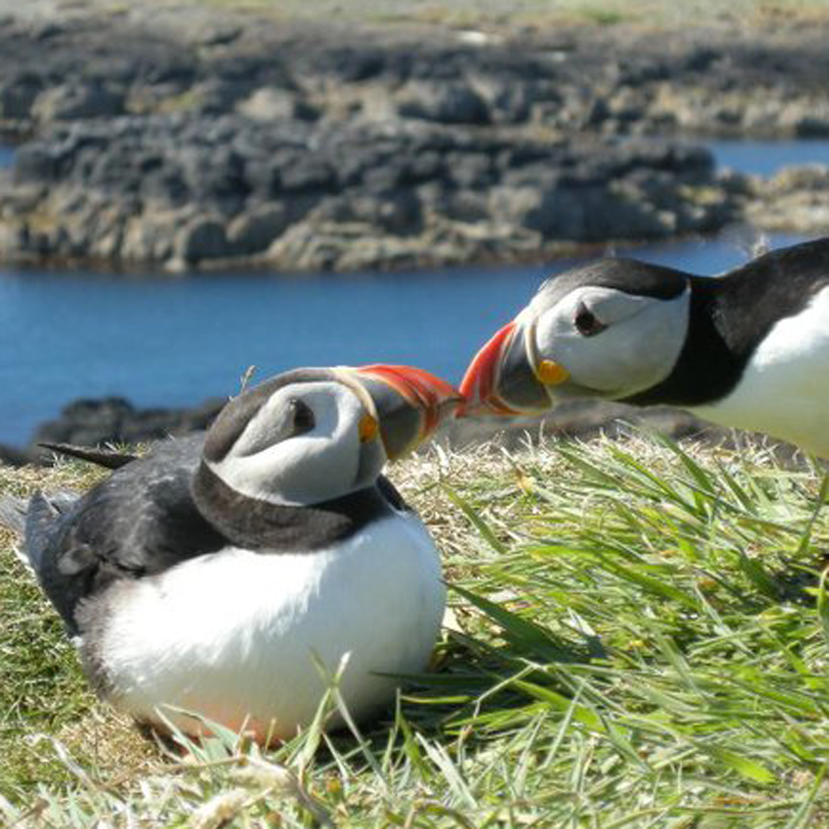 Speyside Wildlife App 3